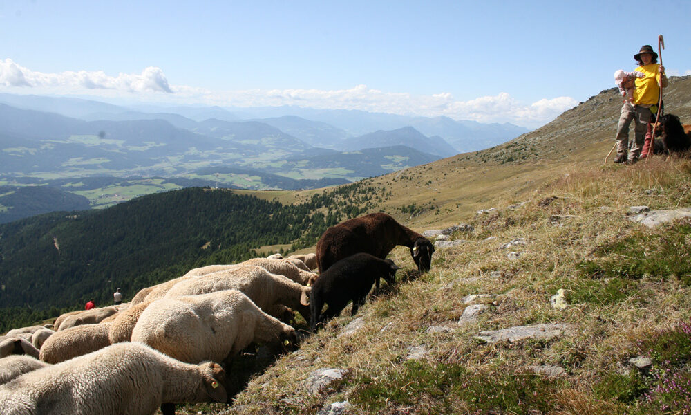 Ein Hirte mit einem Stab steht auf einem grasbewachsenen Hügel und beaufsichtigt eine weidende Schafherde. Im Hintergrund sind Berge und ein Tal unter einem klaren Himmel zu sehen.