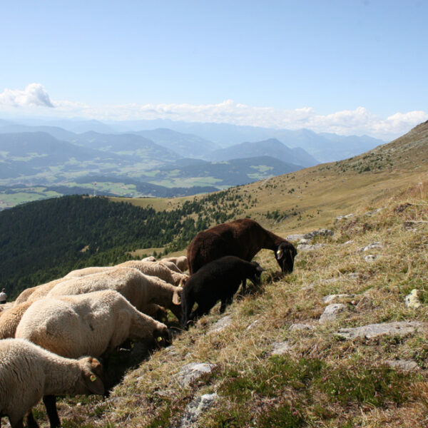 Ein Hirte mit einem Stab steht auf einem grasbewachsenen Hügel und beaufsichtigt eine weidende Schafherde. Im Hintergrund sind Berge und ein Tal unter einem klaren Himmel zu sehen.