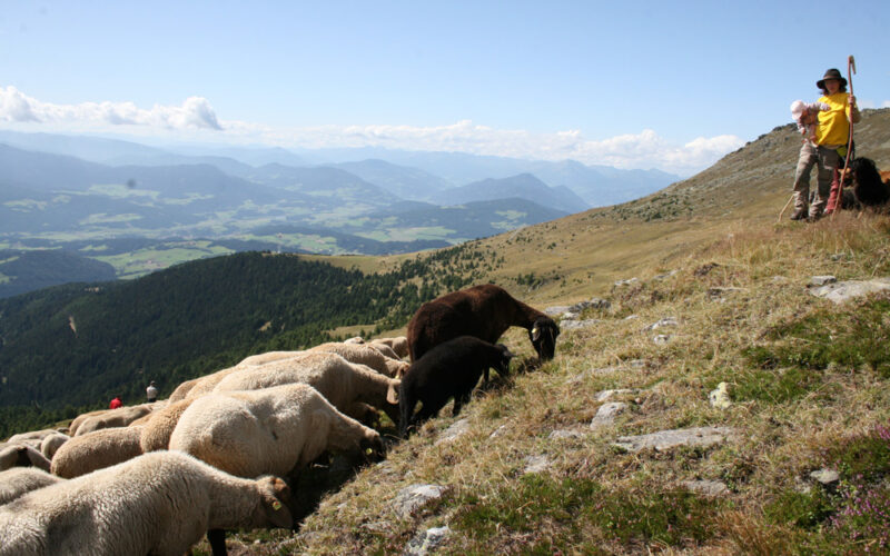 Ein Hirte mit einem Stab steht auf einem grasbewachsenen Hügel und beaufsichtigt eine weidende Schafherde. Im Hintergrund sind Berge und ein Tal unter einem klaren Himmel zu sehen.