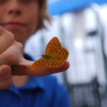 Ein Kind streckt seine Hand aus, auf der ein orange-schwarzer Schmetterling sitzt.
