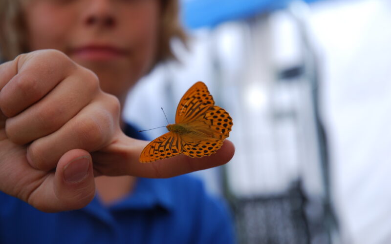 Ein Kind streckt seine Hand aus, auf der ein orange-schwarzer Schmetterling sitzt.