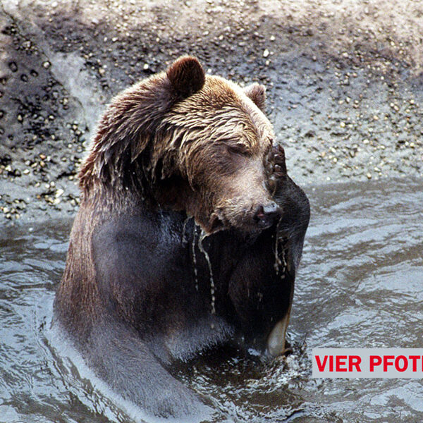 Ein Braunbär sitzt im Wasser und bedeckt mit einer Pfote sein Gesicht. Der Bär scheint nass zu sein. In der unteren rechten Ecke sind die Worte "VIER PFOTEN" und ein Logo zu sehen.