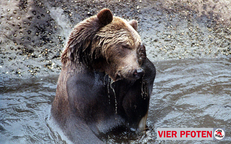 Ein Braunbär sitzt im Wasser und bedeckt mit einer Pfote sein Gesicht. Der Bär scheint nass zu sein. In der unteren rechten Ecke sind die Worte "VIER PFOTEN" und ein Logo zu sehen.