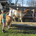 Zwei Mädchen interagieren mit drei Lamas in einem eingezäunten Außenbereich an einem sonnigen Tag; ein Mädchen hält ein Lama an der Leine, während das andere auf einem Holzgitter sitzt.