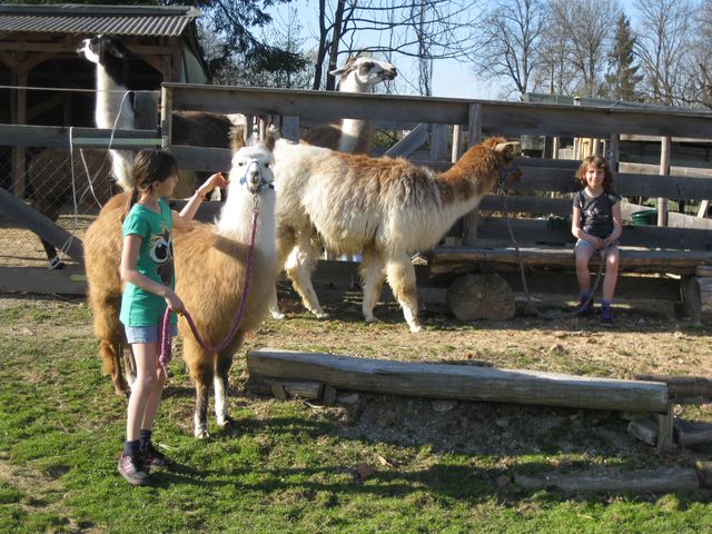 Zwei Mädchen interagieren mit drei Lamas in einem eingezäunten Außenbereich an einem sonnigen Tag; ein Mädchen hält ein Lama an der Leine, während das andere auf einem Holzgitter sitzt.