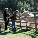 Zwei Menschen mit zwei Hunden stehen an einem Holzzaun, während eine Person an einem sonnigen Tag zwei weiße Esel in einem Freigehege streichelt.