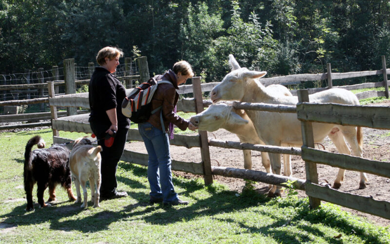 Zwei Menschen mit zwei Hunden stehen an einem Holzzaun, während eine Person an einem sonnigen Tag zwei weiße Esel in einem Freigehege streichelt.