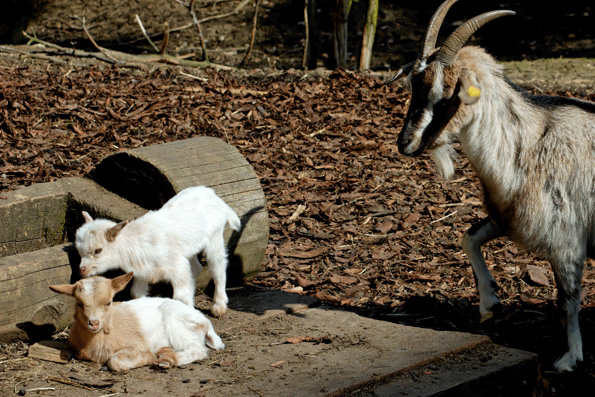 Eine erwachsene Ziege steht neben zwei jungen Ziegen, von denen eine steht und eine liegt, auf einer Fläche aus Erde und Holzspänen mit Baumstämmen im Hintergrund.