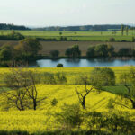 Eine ländliche Landschaft mit gelb blühenden Feldern, verstreuten Bäumen, einem Teich und sanften grünen Hügeln unter einem klaren Himmel.