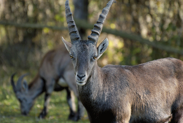 Zwei wilde Ziegen mit gebogenen Hörnern stehen auf einer sonnenbeschienenen, grasbewachsenen Fläche; eine Ziege ist der Kamera zugewandt, während die andere im Hintergrund grast.