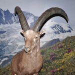 Eine Bergziege mit großen gebogenen Hörnern steht auf einem grasbewachsenen Hang mit Wildblumen, im Hintergrund sind schneebedeckte Berge zu sehen.