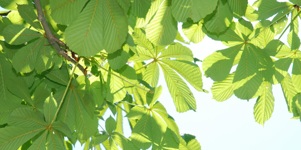 Große grüne Blätter eines Baumes werden vom Sonnenlicht angestrahlt und werfen Schatten vor einem strahlend blauen Himmel im Hintergrund.