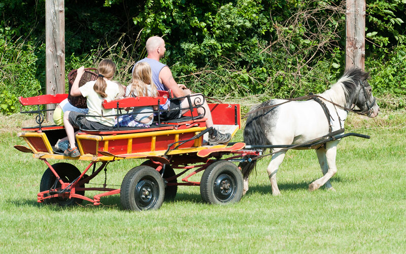 Ein kleines Pferd zieht eine rot-gelbe Kutsche mit einem Mann und drei Kindern über eine grasbewachsene Wiese, im Hintergrund stehen grüne Bäume.
