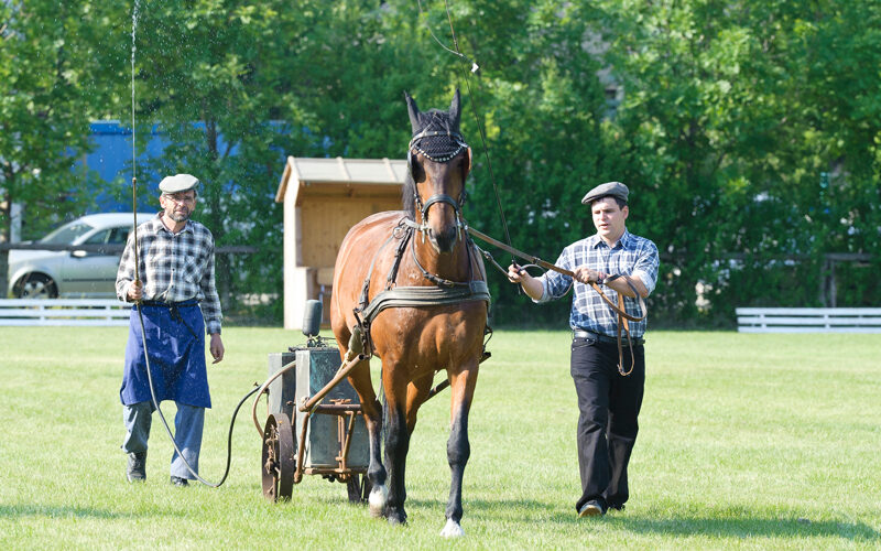Zwei Männer führen ein braunes Pferd über ein grasbewachsenes Feld; ein Mann hält die Zügel, während der andere hinterherläuft und einen kleinen Wagen mit Rädern lenkt.