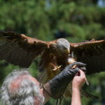 Eine Person mit grauem Haar und einem Handschuh hält einem großen Raubvogel mit ausgebreiteten Flügeln Futter vor, möglicherweise bei einer Falknervorführung im Freien.