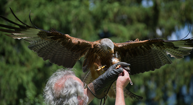 Eine Person mit grauem Haar und einem Handschuh hält einem großen Raubvogel mit ausgebreiteten Flügeln Futter vor, möglicherweise bei einer Falknervorführung im Freien.