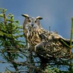 Eine Eule mit Ohrbüscheln sitzt auf dem Ast eines Nadelbaums vor einem unscharfen blauen Hintergrund.
