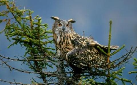 Eine Eule mit Ohrbüscheln sitzt auf dem Ast eines Nadelbaums vor einem unscharfen blauen Hintergrund.