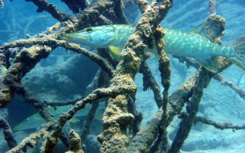 Ein Fisch schwimmt zwischen untergetauchten, mit Algen bewachsenen Ästen unter Wasser und verschmilzt mit seiner Umgebung.