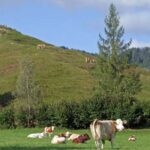 Ein grasbewachsener Hügel und eine Weide mit mehreren Kühen, die stehen und liegen; Bäume säumen den Rand und entfernte Hügel sind unter einem teilweise bewölkten Himmel zu sehen.