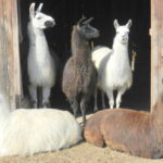 Fünf Lamas, drei stehen in einer Holzscheune und zwei liegen draußen auf dem Boden, während das Sonnenlicht die Szene beleuchtet.