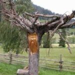 Ein Baum mit einem geschnitzten Gesicht auf seinem Stamm steht auf einer Wiese in der Nähe eines Holzzauns und von Hügeln im Hintergrund.