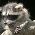 Ein Waschbär stützt sich mit den Vorderpfoten auf einen Ast und schaut mit leicht geneigtem Kopf nach unten.