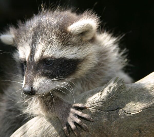 Ein Waschbär stützt sich mit den Vorderpfoten auf einen Ast und schaut mit leicht geneigtem Kopf nach unten.