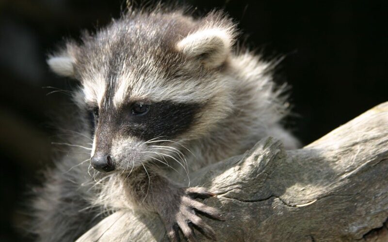 Ein Waschbär stützt sich mit den Vorderpfoten auf einen Ast und schaut mit leicht geneigtem Kopf nach unten.