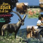 Collage mit Wildtieren wie Steinböcken, Bisons und Hirschen, mit einem jungen Mädchen, das ein Kaninchen hält, und einem Text, der für den Alpen Wildpark Feld am See mit Grizzly World und Fischmuseum wirbt.