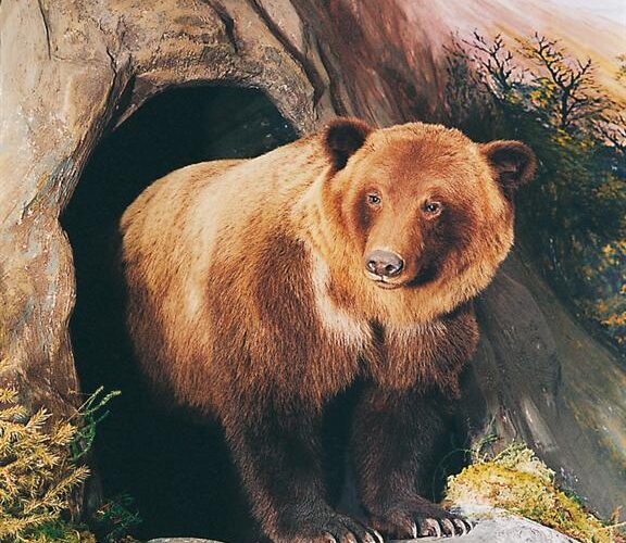 Ein Braunbär steht am Eingang einer Höhle, umgeben von Felsen und Blättern in einer natürlichen Umgebung.