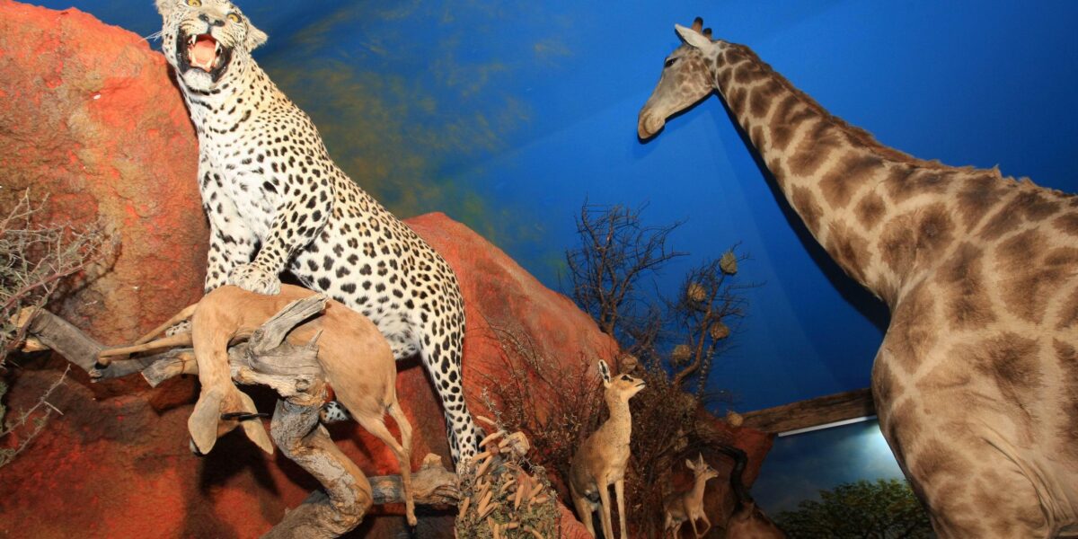 Taxidermie-Ausstellung mit einem Leoparden mit seiner Beute, einer Giraffe und Antilopen, die vor einem gemalten blauen Himmelshintergrund posieren.