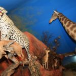 Taxidermie-Ausstellung mit einem Leoparden mit seiner Beute, einer Giraffe und Antilopen, die vor einem gemalten blauen Himmelshintergrund posieren.