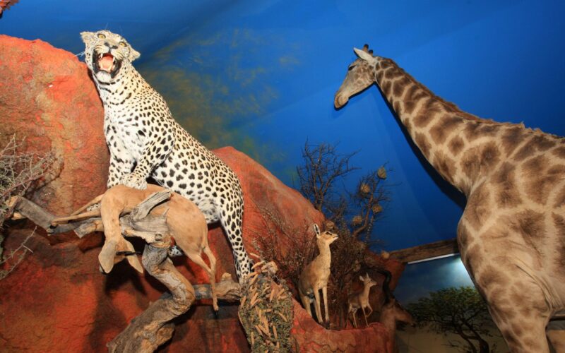 Taxidermie-Ausstellung mit einem Leoparden mit seiner Beute, einer Giraffe und Antilopen, die vor einem gemalten blauen Himmelshintergrund posieren.