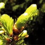 Nahaufnahme von hellgrünen Fichtenknospen, die aus einem Zweig herauswachsen, wobei das Sonnenlicht das neue Wachstum vor einem dunklen Hintergrund hervorhebt.