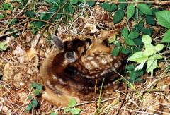 Ein Rehkitz mit weißen Flecken liegt zusammengerollt auf dem Waldboden zwischen trockenen Blättern und grünen Pflanzen.