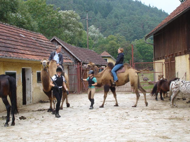 Zwei Personen reiten auf Kamelen in einem Hof, in dessen Nähe weitere Personen stehen; Pferde und ein gefleckter Esel sind ebenfalls zu sehen. Im Hintergrund sind Gebäude und Bäume zu sehen.