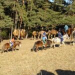 Menschen reiten auf Pferden und Ponys auf einer Wiese in der Nähe einer Gruppe von Kamelen, mit Bäumen im Hintergrund.