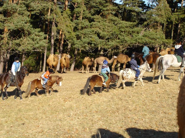 Menschen reiten auf Pferden und Ponys auf einer Wiese in der Nähe einer Gruppe von Kamelen, mit Bäumen im Hintergrund.