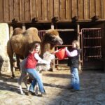 Zwei Mädchen stehen vor einem Kamel und einem Kamelbaby, wobei das eine Mädchen einen Eimer und das andere das Kamelbaby hält. Sie stehen draußen in der Nähe eines Holzgebäudes und eines Tiergeheges.