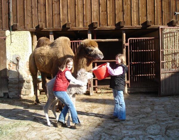Zwei Mädchen stehen vor einem Kamel und einem Kamelbaby, wobei das eine Mädchen einen Eimer und das andere das Kamelbaby hält. Sie stehen draußen in der Nähe eines Holzgebäudes und eines Tiergeheges.