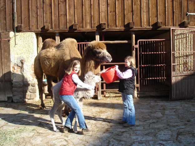 Zwei Mädchen stehen vor einem Kamel und einem Kamelbaby, wobei das eine Mädchen einen Eimer und das andere das Kamelbaby hält. Sie stehen draußen in der Nähe eines Holzgebäudes und eines Tiergeheges.