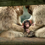 Ein Affenbaby sitzt zwischen zwei erwachsenen Affen, die einander zugewandt sind und das Baby schützend mit ihren Armen umschließen.