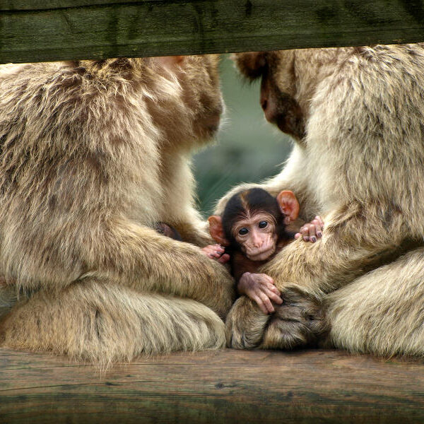 Ein Affenbaby sitzt zwischen zwei erwachsenen Affen, die einander zugewandt sind und das Baby schützend mit ihren Armen umschließen.
