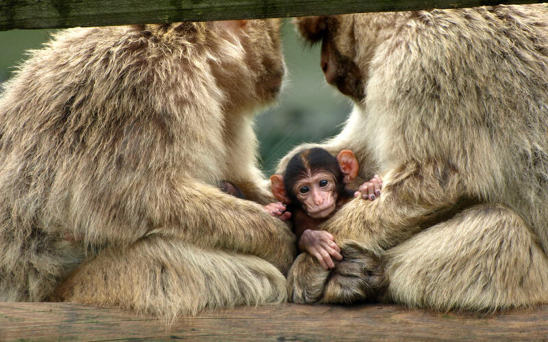 Ein Affenbaby sitzt zwischen zwei erwachsenen Affen, die einander zugewandt sind und das Baby schützend mit ihren Armen umschließen.