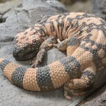 Ein Gila-Monster mit unebener, orange-schwarz gemusterter Haut liegt zusammengerollt auf einer grauen Felsenoberfläche.