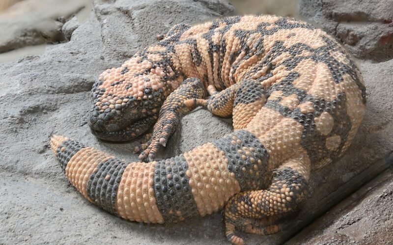 Ein Gila-Monster mit unebener, orange-schwarz gemusterter Haut liegt zusammengerollt auf einer grauen Felsenoberfläche.