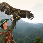 Ein Falkner in grünem Gewand hält einen großen Adler auf seinem behandschuhten Arm, während im Hintergrund eine bergige, bewaldete Landschaft zu sehen ist.