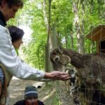 Mehrere Personen füttern Ziegen durch einen Drahtzaun in einem von Bäumen umgebenen Außengehege.