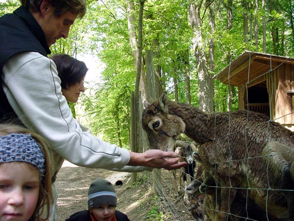 Mehrere Personen füttern Ziegen durch einen Drahtzaun in einem von Bäumen umgebenen Außengehege.